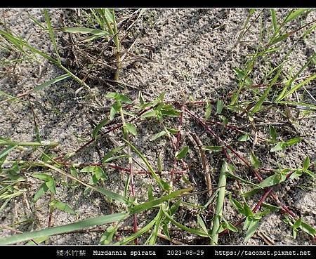 矮水竹葉 Murdannia spirata_04.jpg