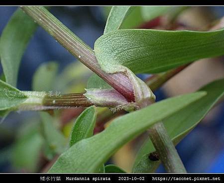 矮水竹葉 Murdannia spirata_15.jpg