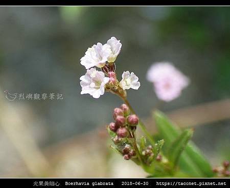 光果黃細心 Boerhavia glabrata_02.jpg