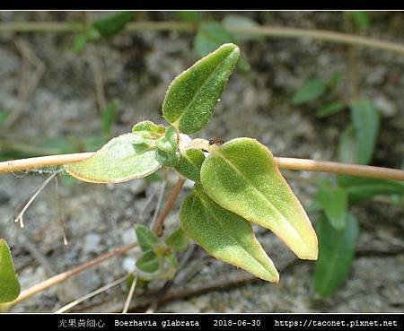 光果黃細心 Boerhavia glabrata_04.jpg