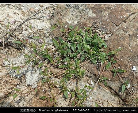 光果黃細心 Boerhavia glabrata_05.jpg