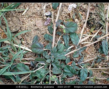 光果黃細心 Boerhavia glabrata_11.jpg