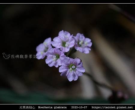 光果黃細心 Boerhavia glabrata_10.jpg