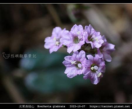 光果黃細心 Boerhavia glabrata_14.jpg