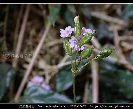 光果黃細心 Boerhavia glabrata_15.jpg