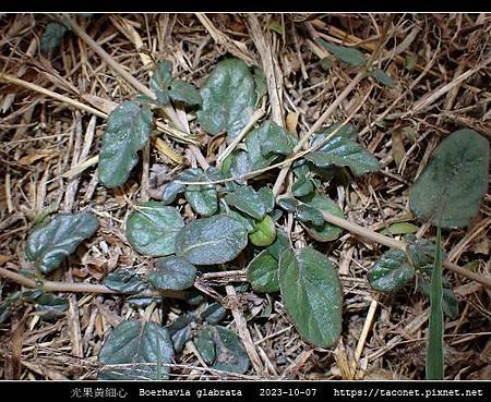 光果黃細心 Boerhavia glabrata_17.jpg