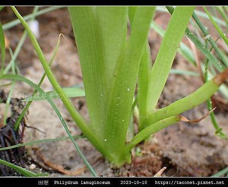 田蔥 Philydrum lanuginosum_16.jpg