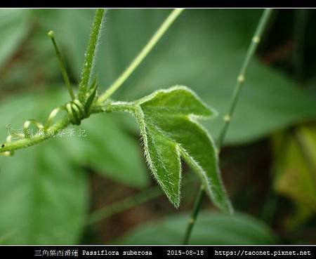 三角葉西番蓮 Passiflora suberosa_05.jpg