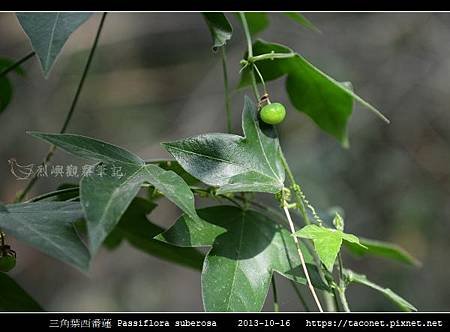 三角葉西番蓮 Passiflora suberosa_02.jpg