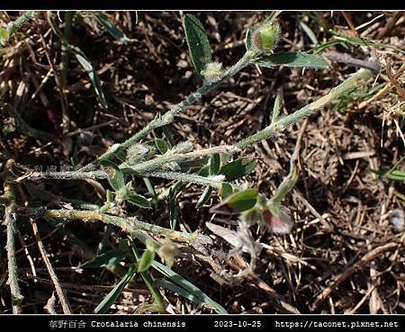 華野百合 Crotalaria chinensis_02.jpg