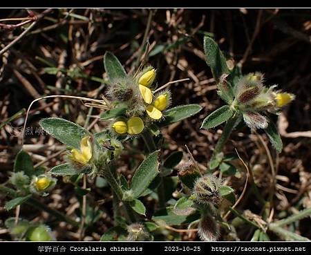 華野百合 Crotalaria chinensis_08.jpg