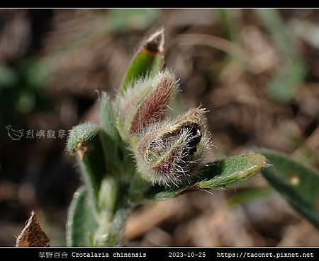 華野百合 Crotalaria chinensis_11.jpg