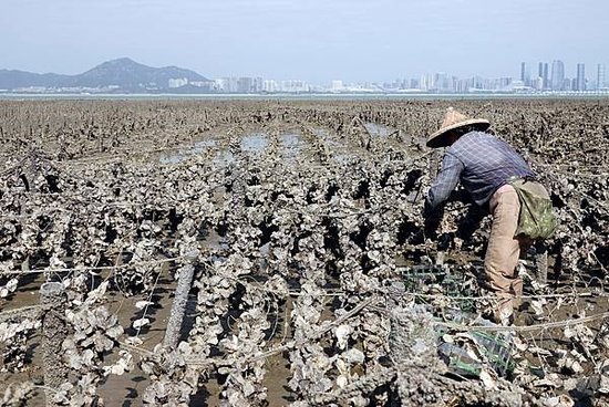 上林蚵田 (1).jpg