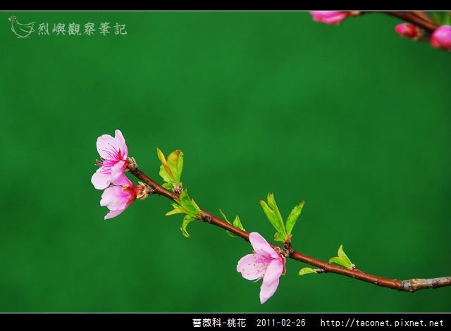 薔薇科-桃花_02.jpg