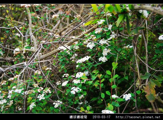 繡球繡線菊_04.jpg