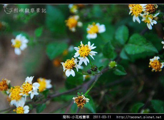 菊科-小花咸豐草_03.jpg