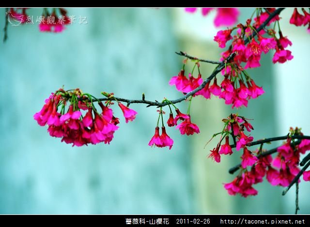 薔薇科-山櫻花_07.jpg