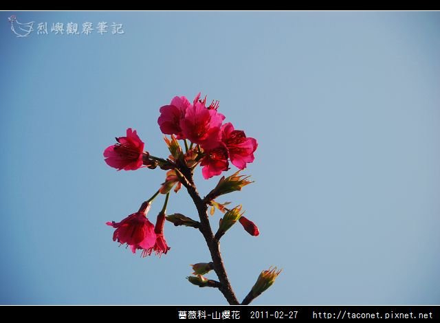 薔薇科-山櫻花_28.jpg