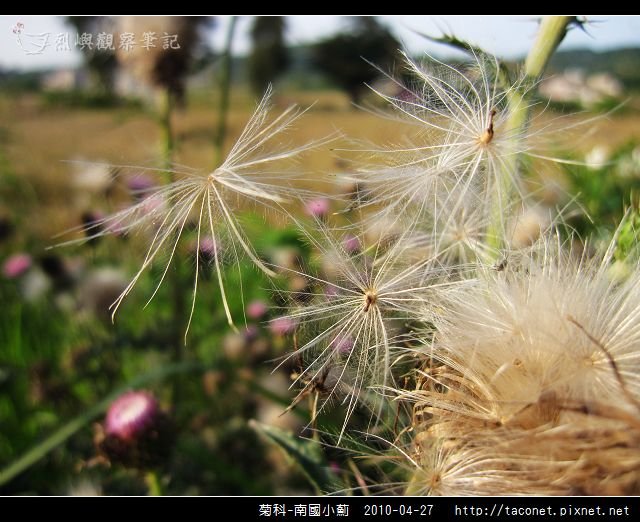 菊科-南國小薊_25.jpg