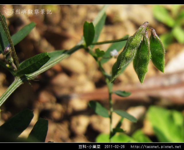 豆科-小巢菜_06.jpg