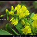 豆科-印度草木樨_08.jpg