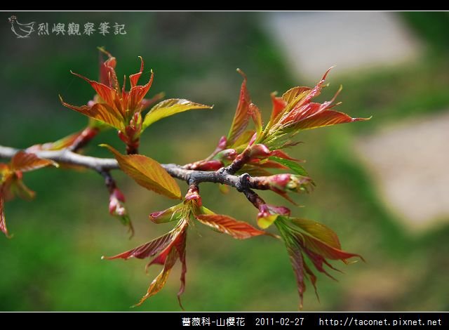 薔薇科-山櫻花_31.jpg