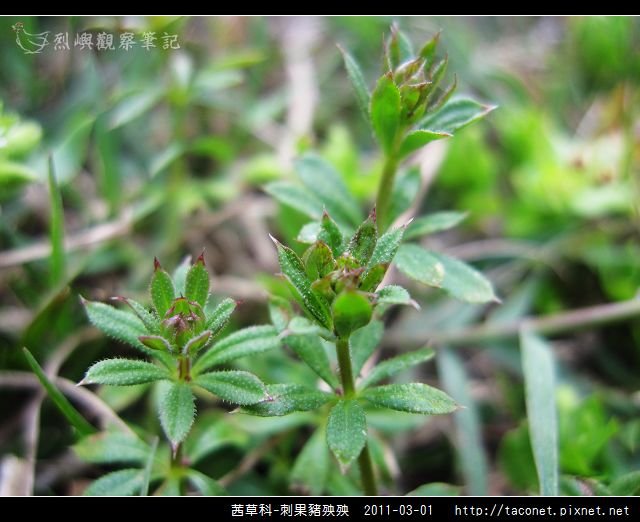 茜草科-刺果豬殃殃_06.jpg