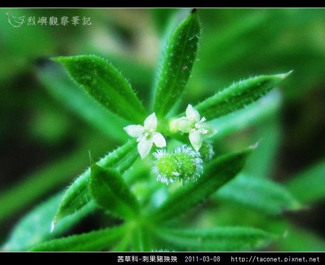 茜草科-刺果豬殃殃_12.jpg