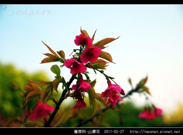 薔薇科-山櫻花_16.jpg