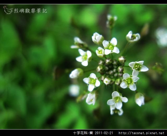 十字花科-薺_09.jpg