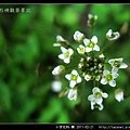 十字花科-薺_09.jpg