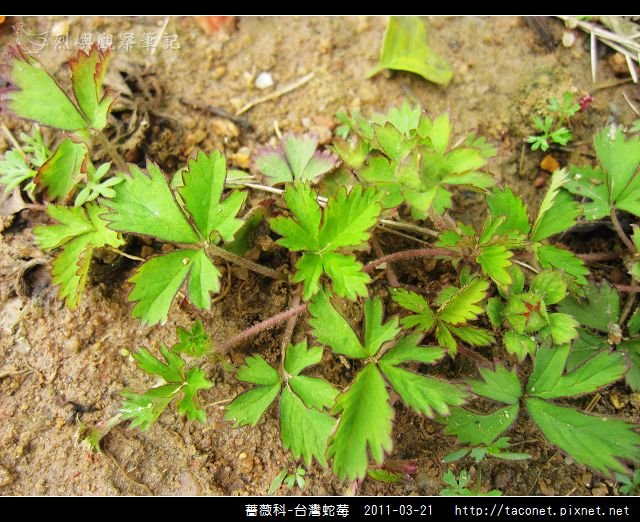 薔薇科-台灣蛇莓_14.jpg