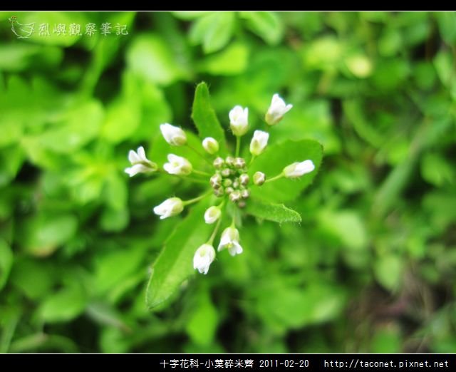 十字花科-小葉碎米薺_04.jpg