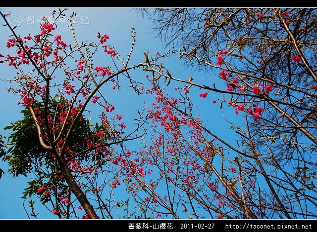 薔薇科-山櫻花_23.jpg