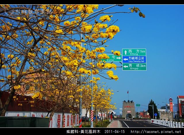 紫葳科-黃花風鈴木_14.jpg