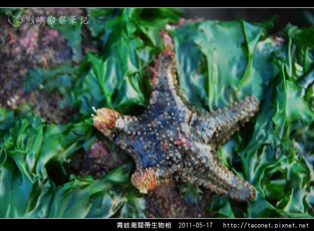 潮間帶生物_38.jpg