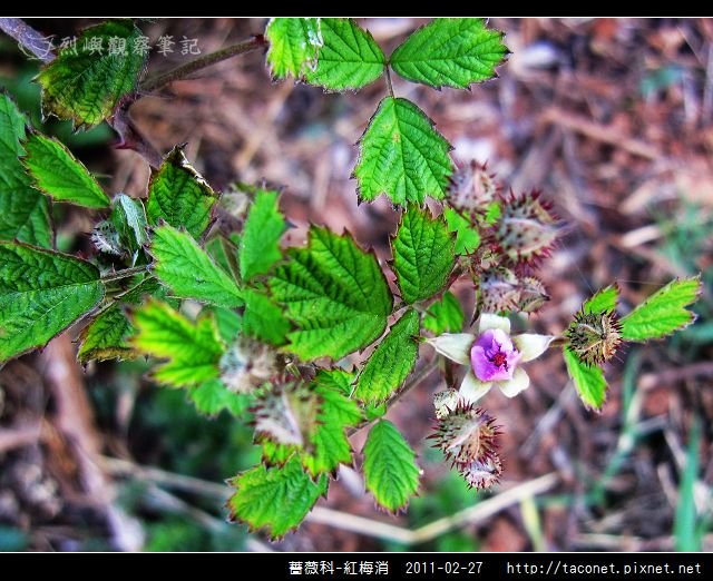 薔薇科-紅梅消_05.jpg