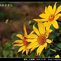 菊科-王爺葵_16.jpg