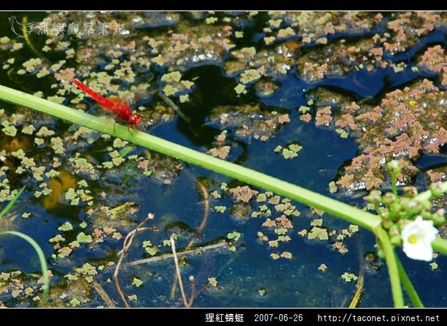 猩紅蜻蜓_06.jpg