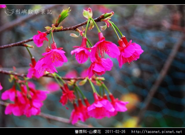 薔薇科-山櫻花_09.jpg