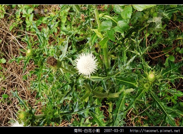 菊科-白花小薊_02.jpg