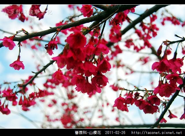 薔薇科-山櫻花_10.jpg