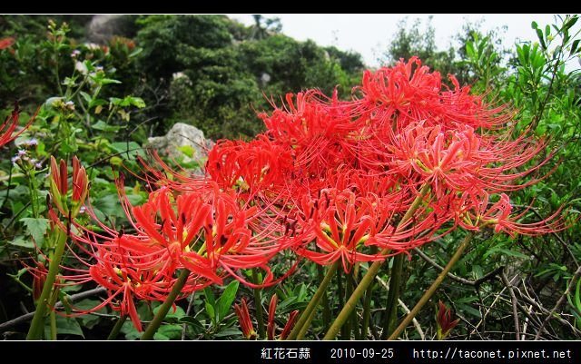 紅花石蒜_19.jpg