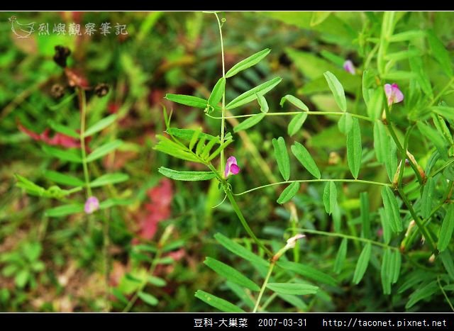 豆科-大巢菜_04.jpg