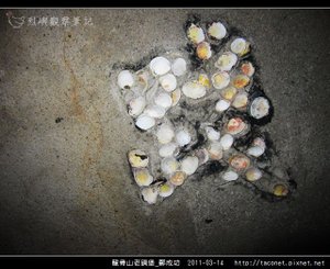 龍骨山老碉堡_鄭成功-39.jpg