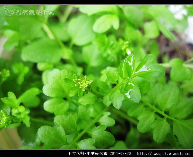 十字花科-小葉碎米薺_02.jpg