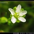 石竹科-漆姑草_11.jpg