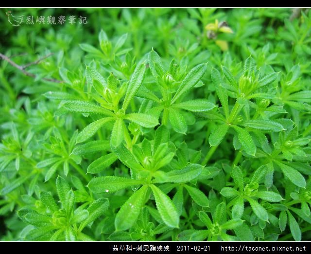 茜草科-刺果豬殃殃_04.jpg