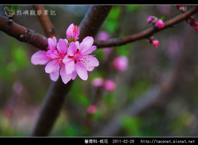 薔薇科-桃花_05.jpg