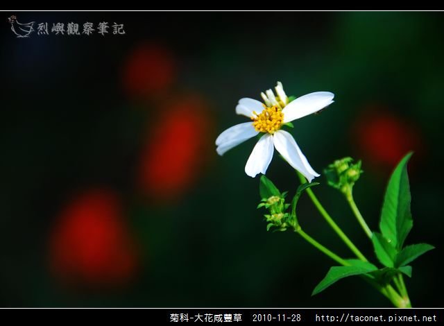 菊科-大花咸豐草_07.jpg